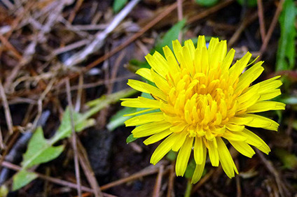 dandelion_GP Are there weeds in your SEM plan? 