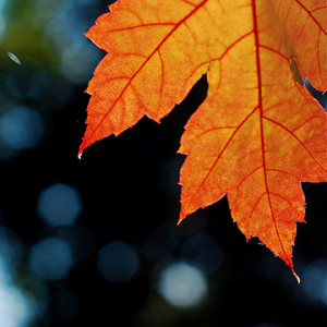 fall-leaf_sm-300x300 fall leaf_sm  